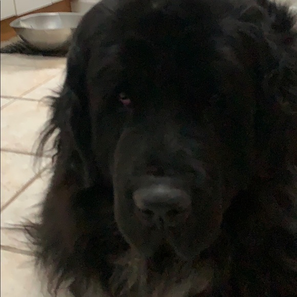 Meet your Posher, Terry - Picture 1 of 1